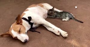 Cagnolina allatta il gattino che aveva bisogno del suo latte (VIDEO)