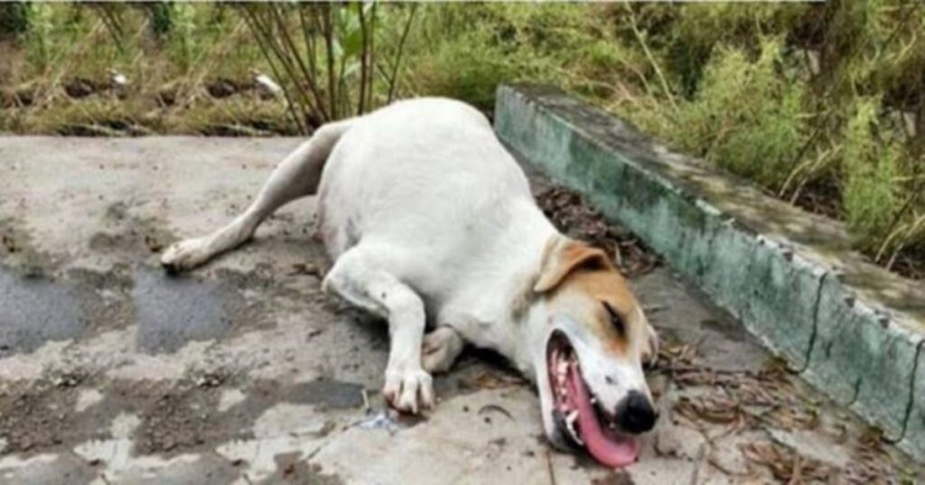 cagnolina incinta in fin di vita