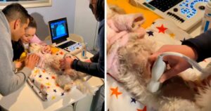Cagnolina incinta osserva l’ecografia dei suoi cuccioli e il filmato commuove il web