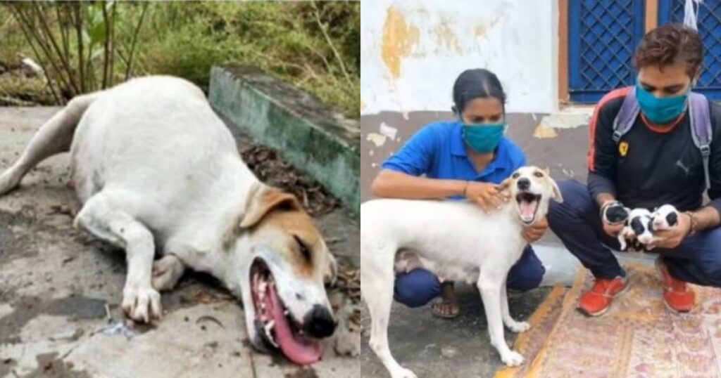 cagnolina incinta in fin di vita