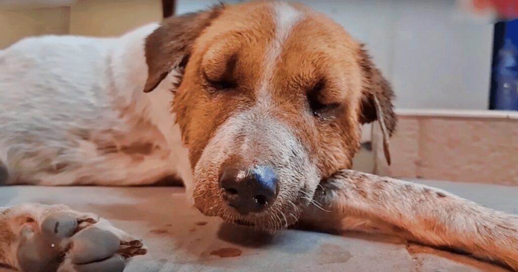 cagnolina randagia