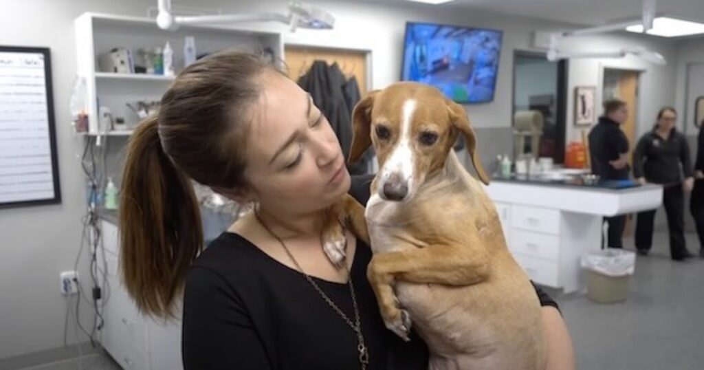 cagnolino con tumore