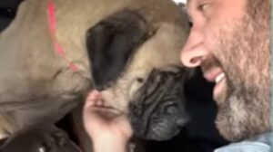 La cagnolona stanca Mildred esce dal canile per abbracciare la sua nuova famiglia (VIDEO)