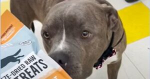 Il cagnolone Pit Bull Niko ha trovato una famiglia speciale e una migliore amica; la storia commovente (VIDEO)