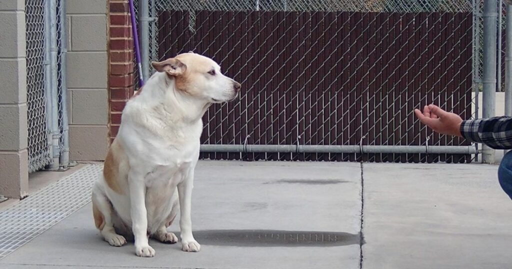 cane abbandonato