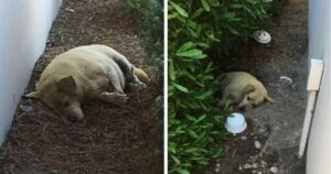 Labrador abbandonato giaceva a terra aspettando che la sua famiglia tornasse a prenderlo