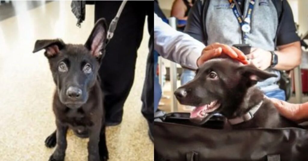 cane abbandonato all'aeroporto