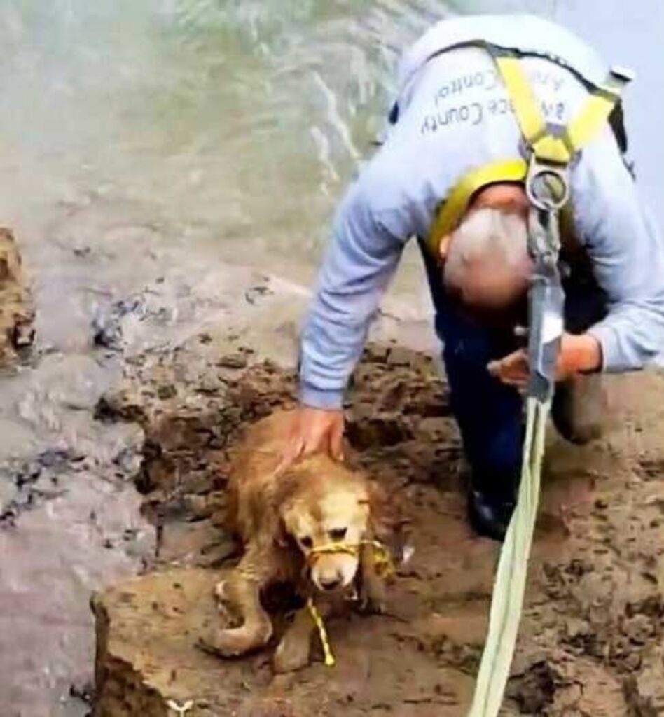 Cane bloccato nel fiume