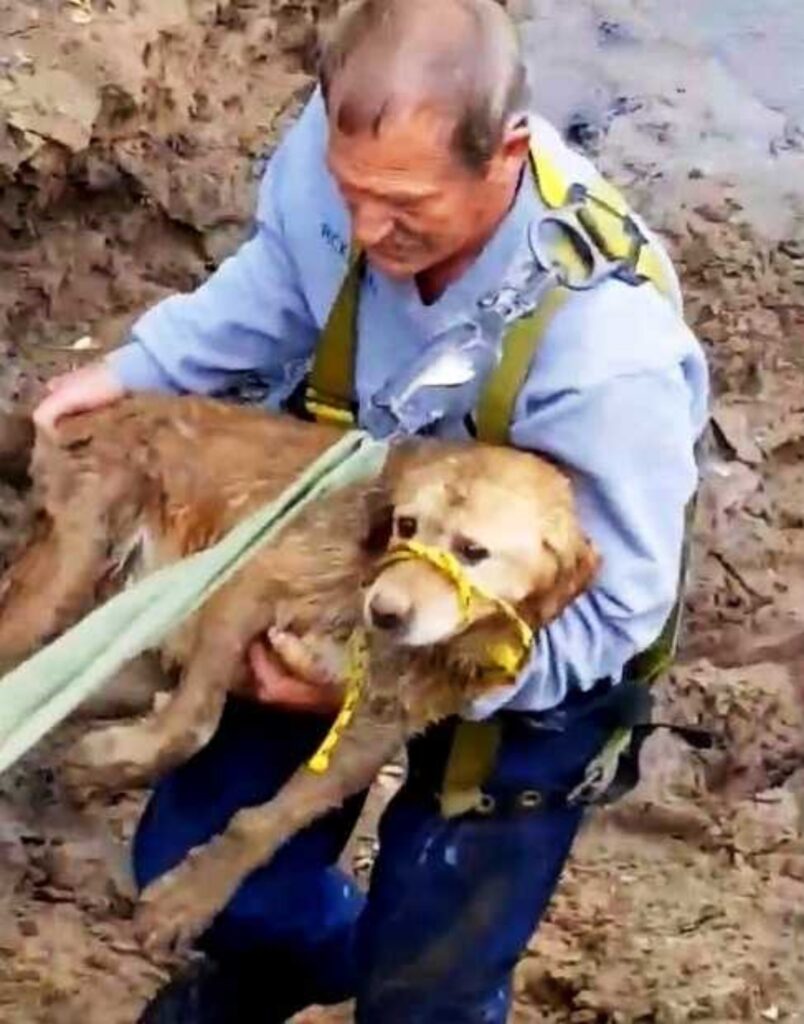 Cane bloccato nel fiume