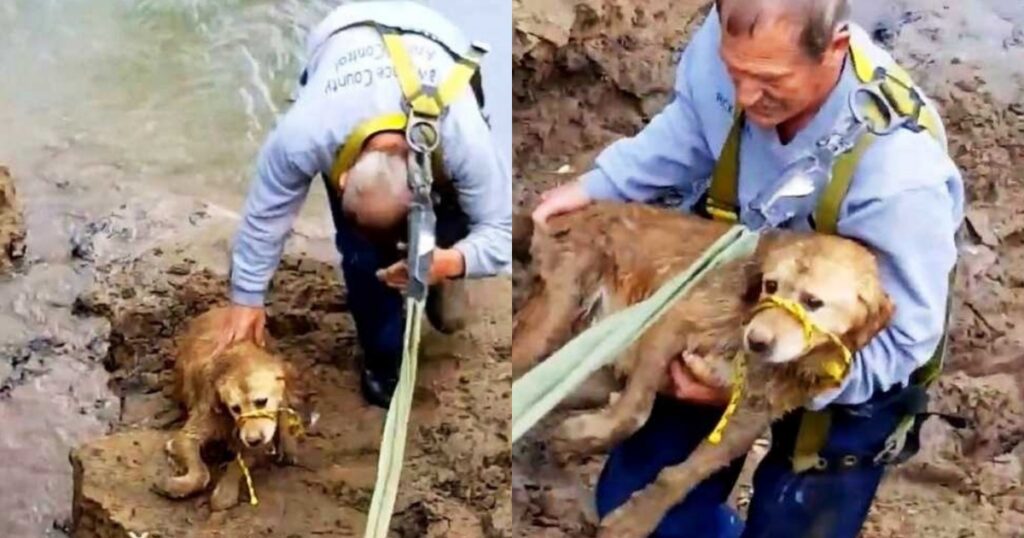 Cane bloccato nel fiume