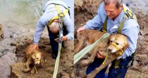 Cagnolone intrappolato nel fango. Tirarlo fuori è stato molto difficile