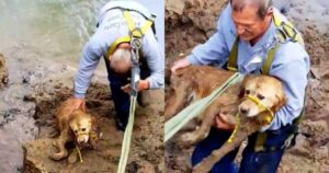 Cagnolone intrappolato nel fango. Tirarlo fuori è stato molto difficile