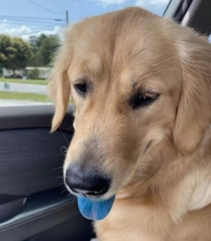 cane con lingua blu beve granita