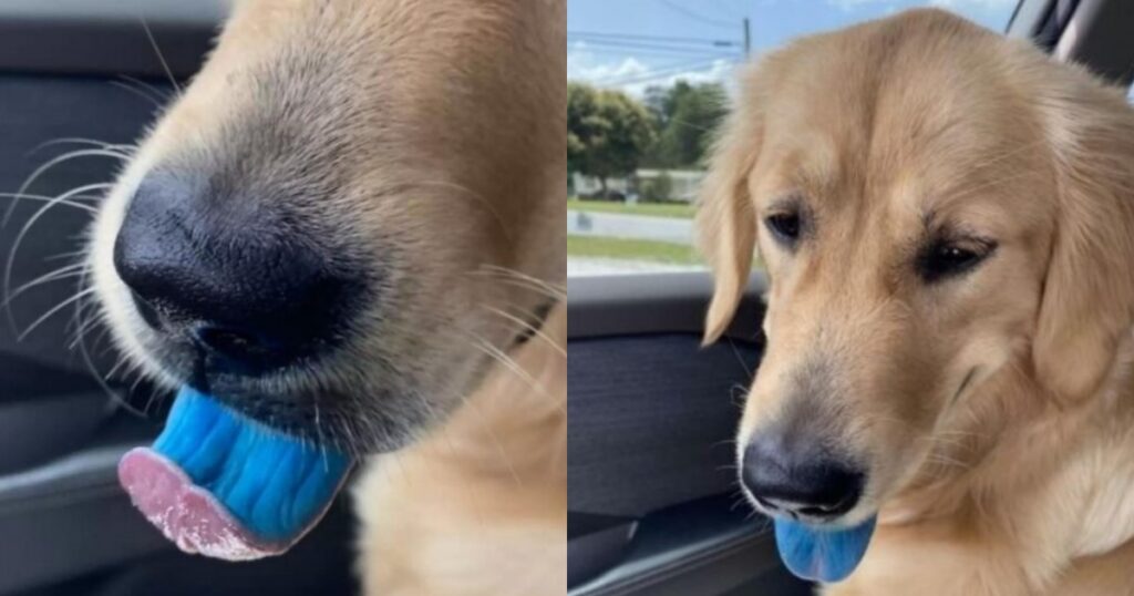 cane con lingua blu beve granita