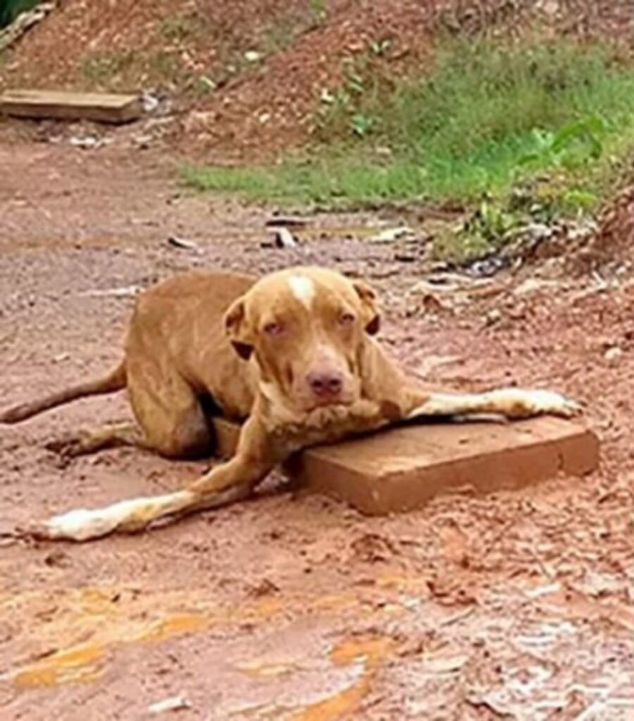 cane con zampe piegate trova adozione