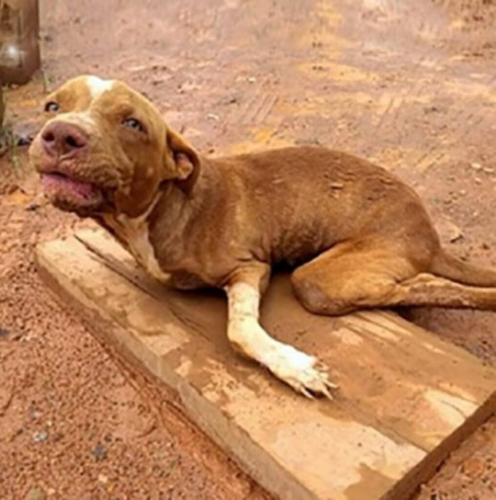 cane con zampe piegate trova adozione