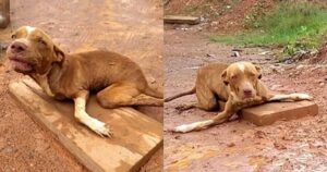 Povero cucciolo di cane con zampe piegate viene salvato da dal proprietario di un’officina