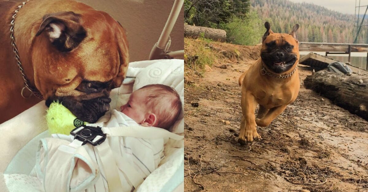 Cagnolone conforta il bambino che piange portandogli il suo giocattolo ...