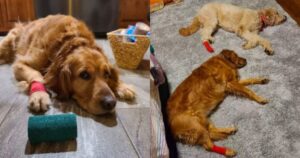 Golden Retriever geloso vuole una benda sulla zampa proprio come il suo nuovo fratello