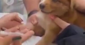 Cucciolo Inizia a piangere forte non appena vede l’ago avvicinarsi alla sua zampa (VIDEO)