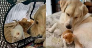 Labrador ha una reazione commovente quando il suo proprietario porta a casa dei gattini randagi