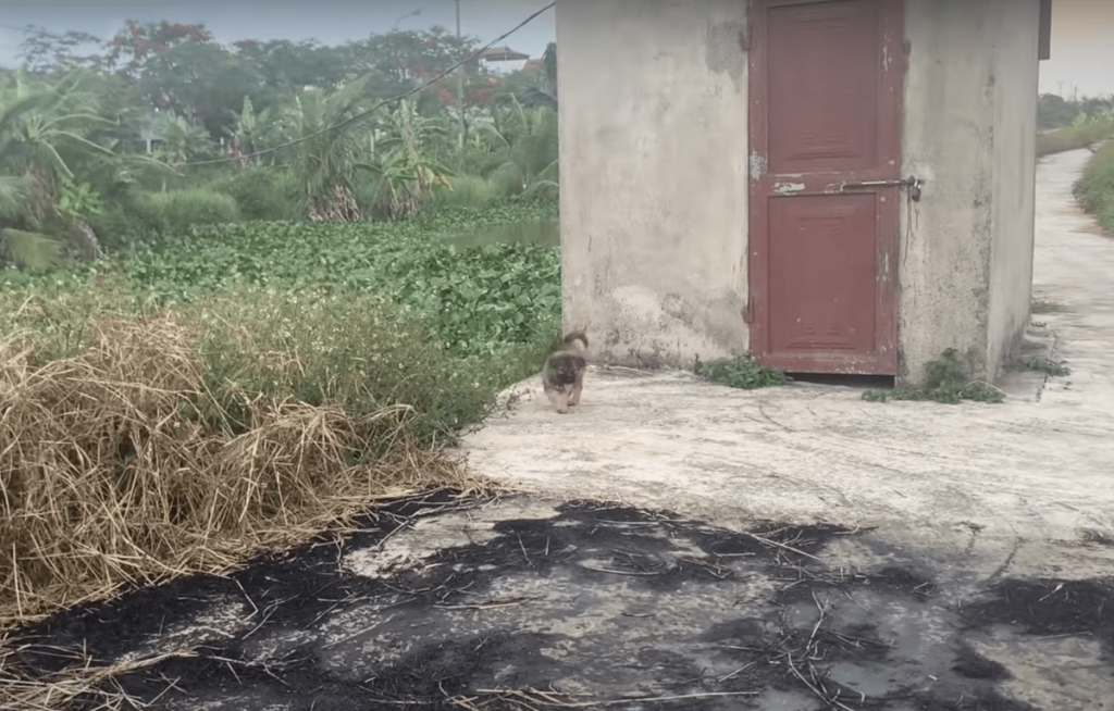 Cane randagio conduce uomo da sua sorella nel tubo