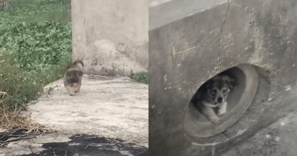 Cane randagio conduce uomo da sua sorella nel tubo