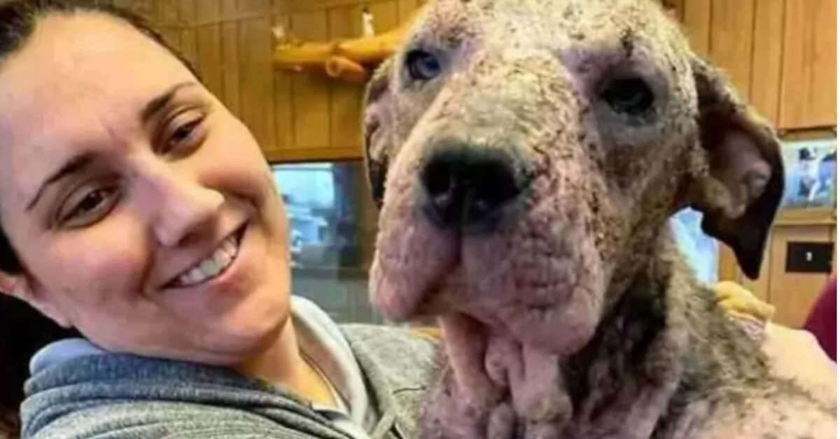 Cucciolo di cane abbandonato puzzava, non vedeva ed era ferito. Il suo ...
