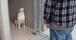 Cagnolino abbandonato si rannicchia per la paura finché non si rende conto di chi c’è di fronte a lui