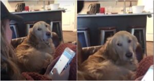 Golden Retriever chiede coccole alla sua mamma umana ha sviluppato un metodo davvero divertente per ottenerle (VIDEO)