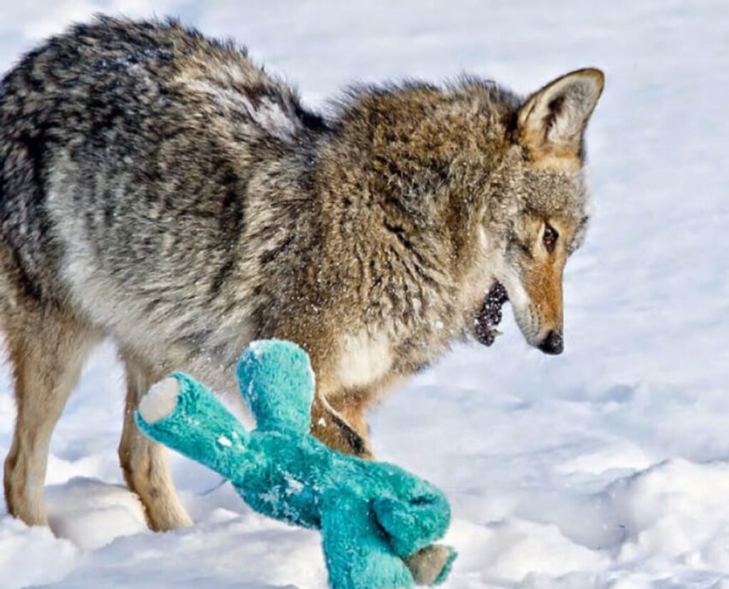 coyote trova giocattolo blu e ci gioca