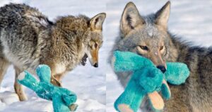 Coyote trova un giocattolo nella neve e ci gioca gioiosamente