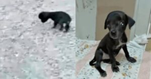 Cucciolo cieco trovato nella neve. Aveva bisogno urgentemente di aiuto