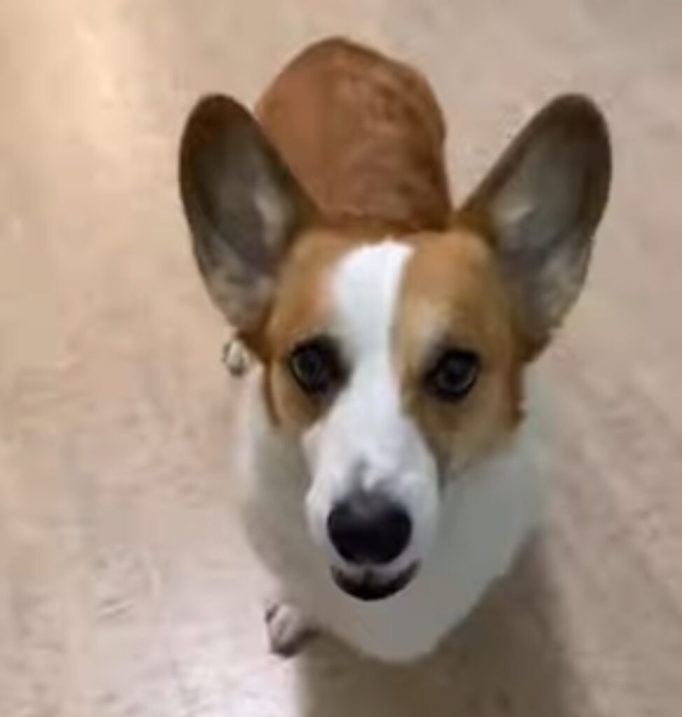 Cucciolo di Corgi sorride