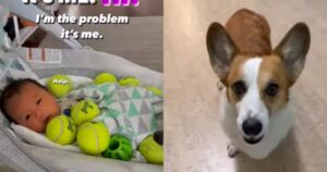 Il cucciolo di Corgi porta i suoi giocattoli al figlio dei suoi padroni. La scena è dolcissima (VIDEO)