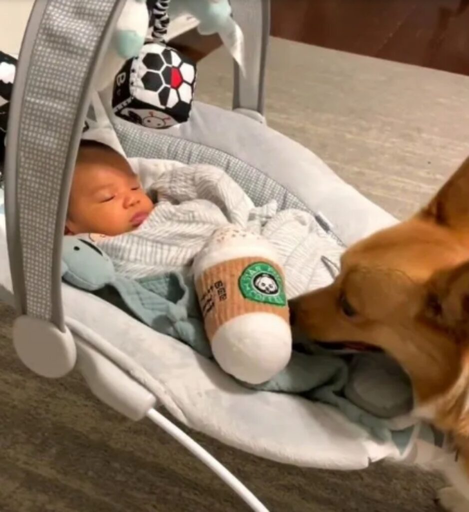 Cucciolo di Corgi con bambino