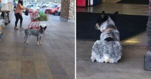 Cucciolo fedele aspetta seduto alla porta del supermercato dove è andato con il suo proprietario defunto