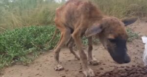 Cucciolo pelle e ossa faceva fatica a reggersi sulle zampe, divora il cibo mentre scodinzola