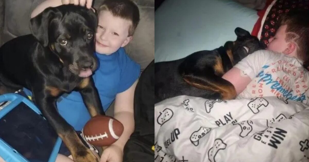 Cagnolina salva la vita al suo piccolo fratellino umano mentre stava ...