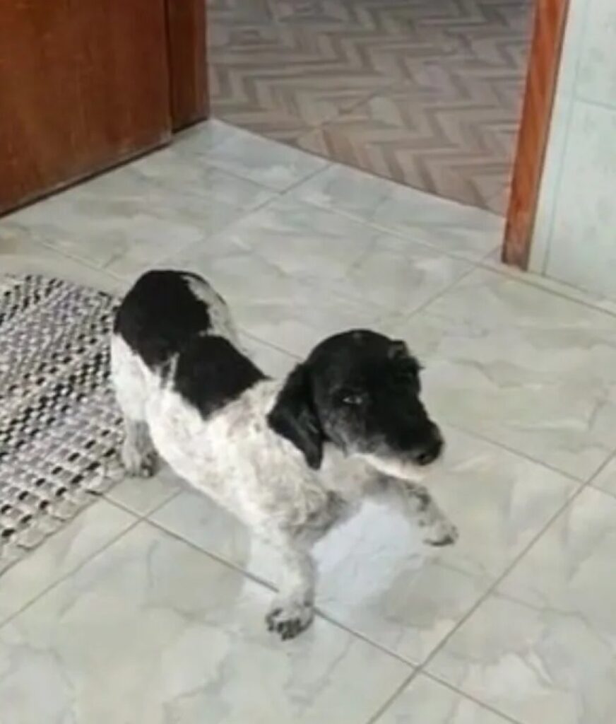 cane tik tok