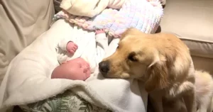 Golden Retriever si è innamorato del suo piccolo fratello neonato e non lo abbandona un attimo (VIDEO)