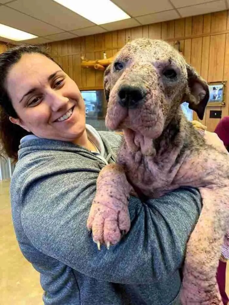 donna offre aiuto a cucciolo con rogna demodettica