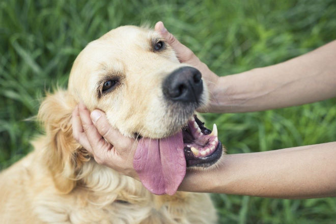 golden retriever coccole