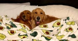 I due Golden retriever si amano così tanto che le loro famiglie sono costrette a organizzare viaggi insieme