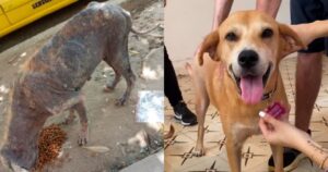 la storia della cagnolina Flor: la sua incredibile trasformazione avvenuta grazie all’aiuto di una donna (VIDEO)