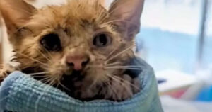 Salvano la gattina Lilo e le regalano la vita che ha sempre desiderato (VIDEO)