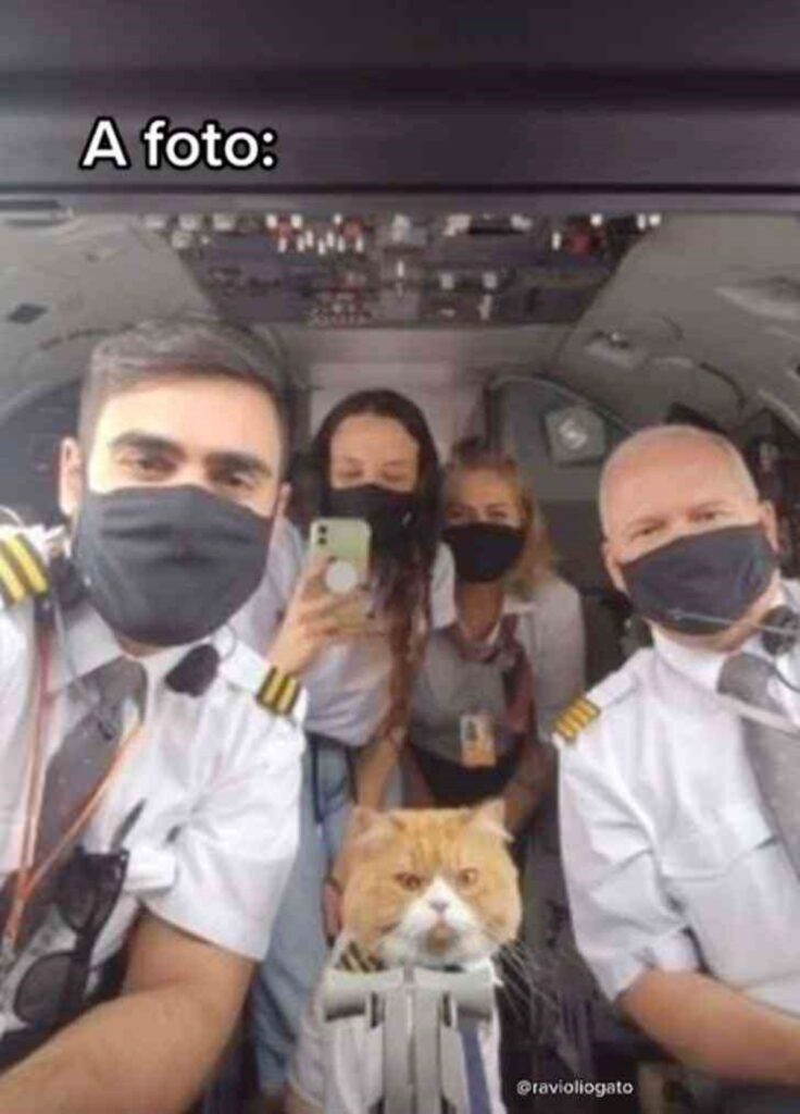 Gattino in uniforme da pilota di aerei