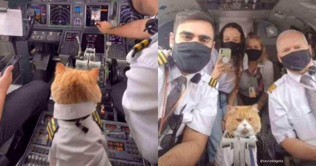 Gattino in uniforme da pilota di aerei