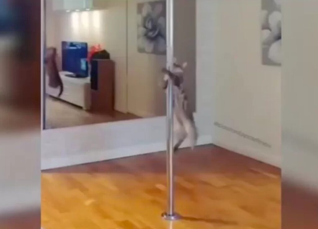 gatto balla pole dance come la sua padrona
