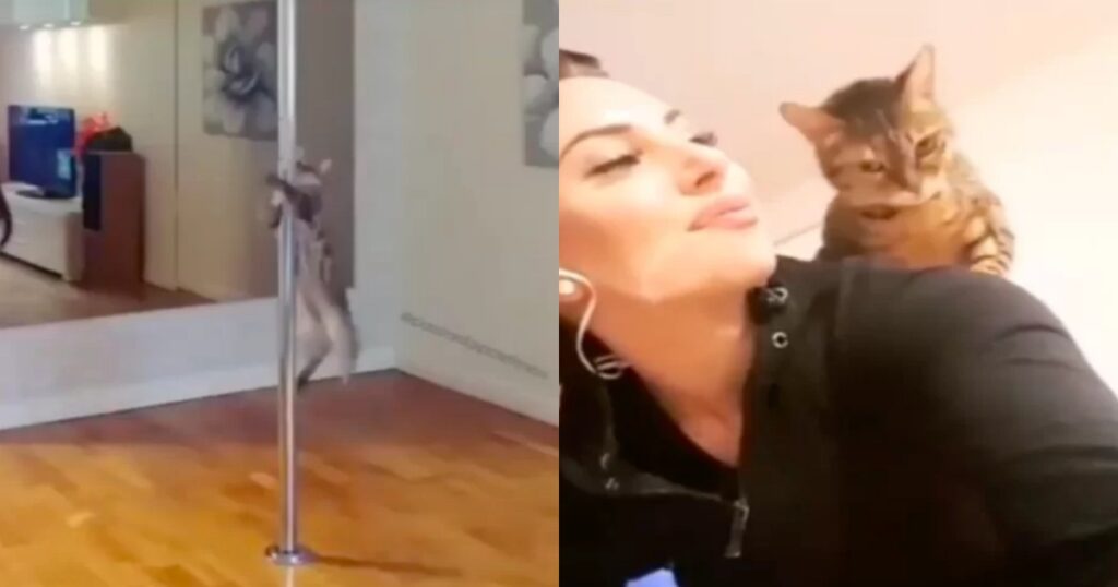 gatto balla pole dance come la sua padrona